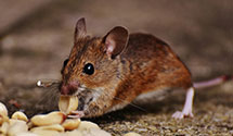 24 Hour & Emergency Exterminators in Ingram, VA